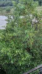 Boehmeria densiflora