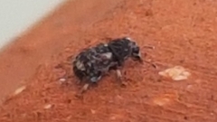 Anthribinae