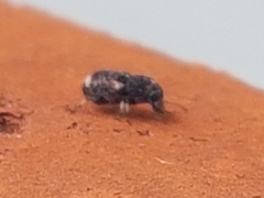 Anthribinae