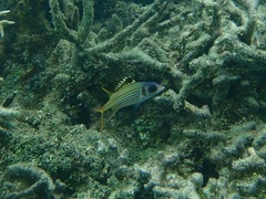 Neoniphon sammara