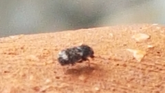 Anthribinae
