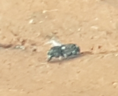 Anthribinae