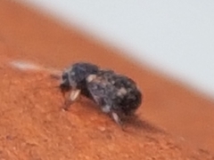 Anthribinae