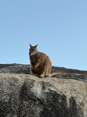 Petrogale mareeba