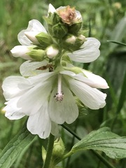 Sidalcea candida