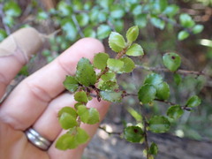 Gaultheria antipoda