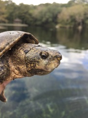 Sternotherus odoratus