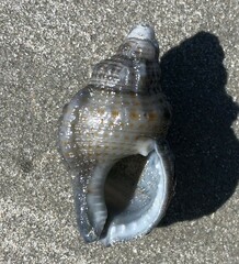 Austrotriton subdistortus
