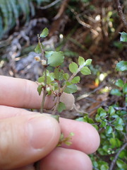 Gaultheria antipoda