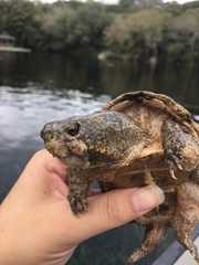 Sternotherus odoratus