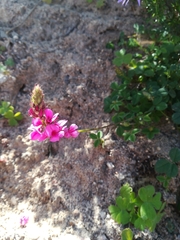 Indigofera vanzijlii