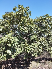 Quercus resinosa