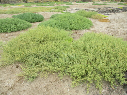 Mesembryanthemum salicornioides