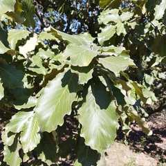 Quercus resinosa