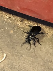 Calosoma peregrinator