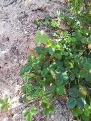 Indigofera vanzijlii