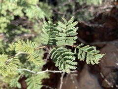 Mimosa aculeaticarpa