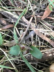 Chiloglottis triceratops