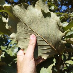 Quercus resinosa