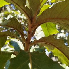 Quercus resinosa