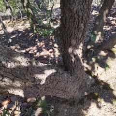 Quercus resinosa