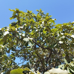 Quercus resinosa