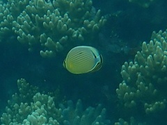Chaetodon lunulatus