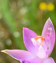 Thelymitra brevifolia
