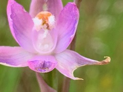 Thelymitra brevifolia