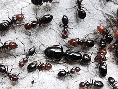 Camponotus lateralis