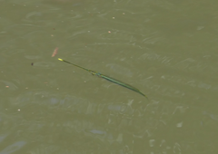 Zenarchopterus buffonis