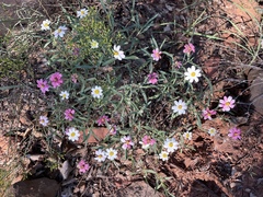 Melampodium leucanthum