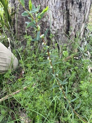Pimelea axiflora