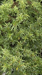 Boehmeria densiflora