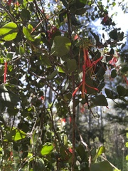 Tristerix corymbosus