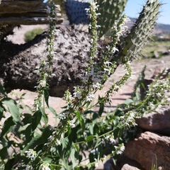 Salvia connivens