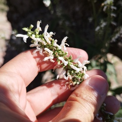 Salvia connivens