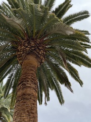 Phoenix canariensis