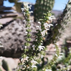 Salvia connivens