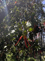 Tristerix corymbosus