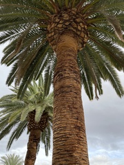 Phoenix canariensis