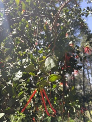 Tristerix corymbosus