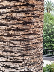 Phoenix canariensis
