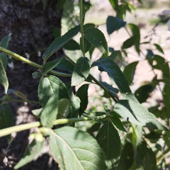 Salvia connivens