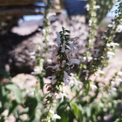 Salvia connivens