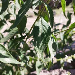 Salvia connivens