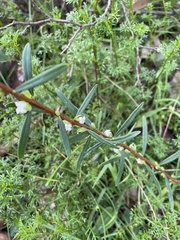 Pimelea axiflora
