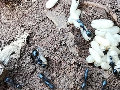 Camponotus aethiops