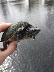 Sternotherus odoratus