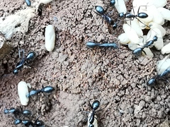 Camponotus aethiops
